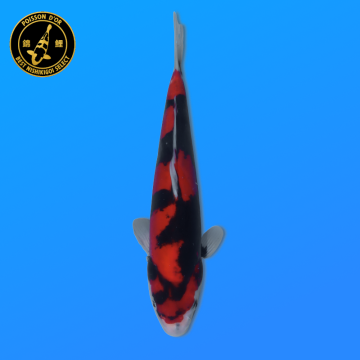Koi Japan Nisai Doitsu Showa kweker Kawakami 30-35 cm