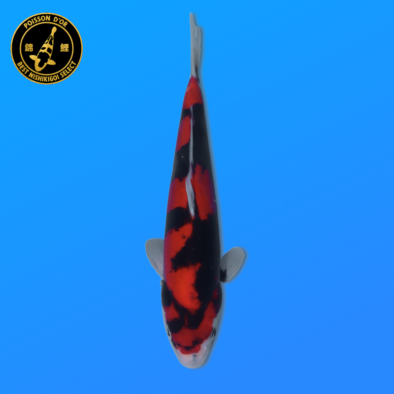 Koi Japon Nisai Doitsu Showa eleveur Kawakami 30-35 cm