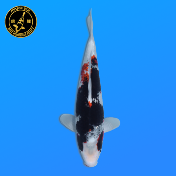 Koi Japon Nisai Kawarigoi eleveur Kawakami 30-35 cm