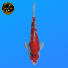 Koi Japon Nisai Goshiki eleveur Kawakami 30-35 cm