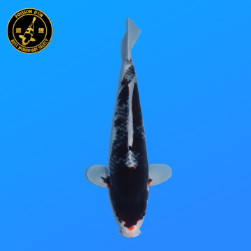 Koi Japan Nisai Kawarigoi kweker Kawakami 30-35 cm
