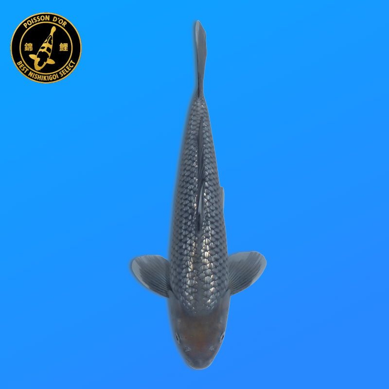 Koi Japan Nisai Ginrin Soragoi kweker Kawakami 30-35 cm
