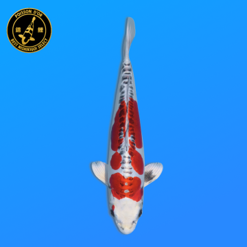 Koi Japan Nisai Beni Kikokuryu kweker Kawakami 30-35 cm