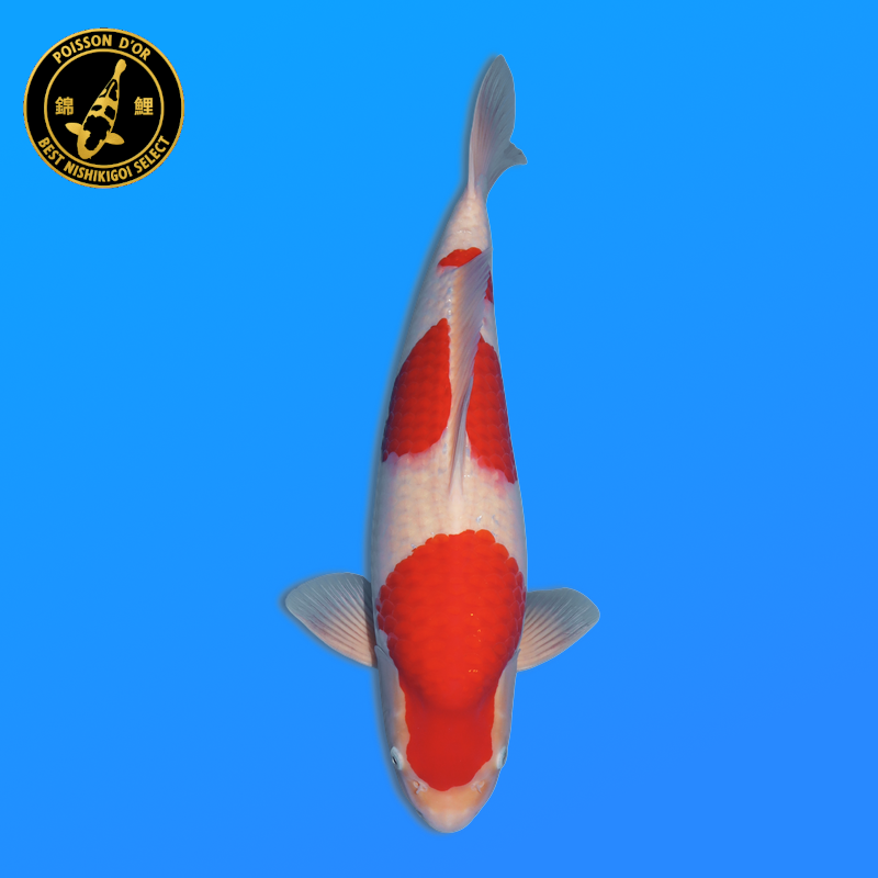 Koi Japan Nisai Kohaku Man kweker Marudo 55 cm