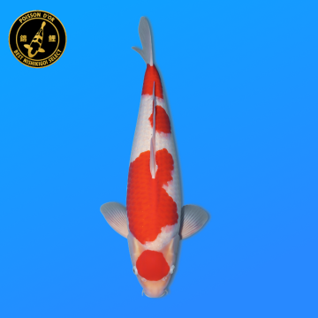 Koi Japon Nisai Kohaku Male eleveur Marudo 56 cm
