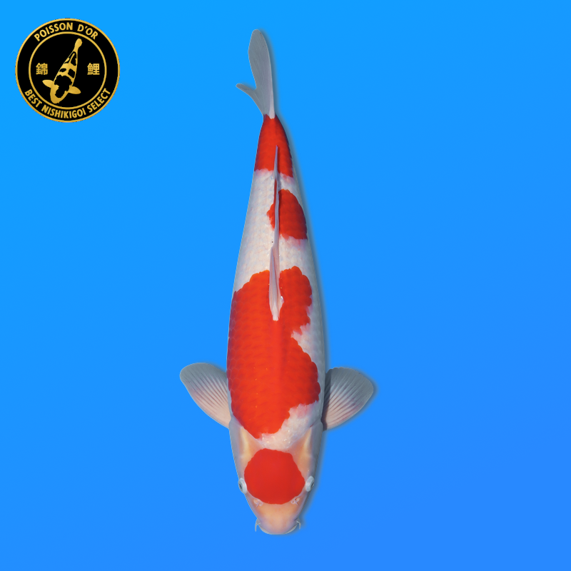 Koi Japan Nisai Kohaku Man kweker Marudo 56 cm