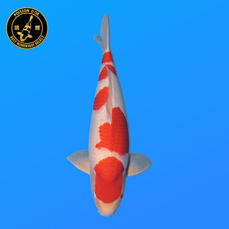 Koi Japan Nisai Kohaku Man kweker Marudo 57 cm