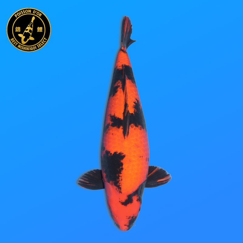 Koi Japan Sansai Hi Utsuri Vrouw kweker Shinoda 60 cm