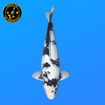 Koi Japan Sansai G. Shiro Utsuri Vrouw kweker Shinoda 50 cm