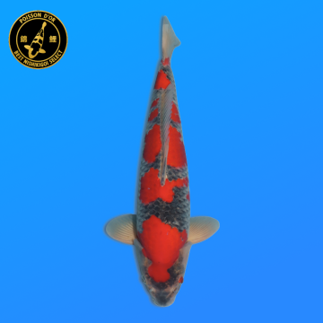Koi Japan Nisai Goshiki kweker Kanno 40 cm