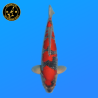 Koi Japan Nisai Goshiki kweker Kanno 40 cm