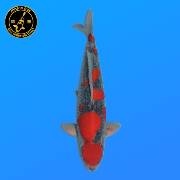 Koi Japan Nisai Goshiki kweker Kanno 40 cm
