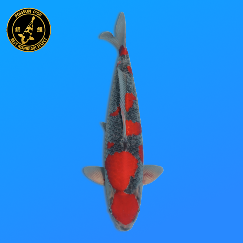 Koi Japon Nisai Goshiki eleveur Kanno 40 cm