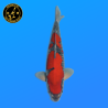 Koi Japan Nisai Goshiki kweker Kanno 40 cm