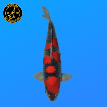 Koi Japan Nisai Goshiki kweker Kanno 40 cm
