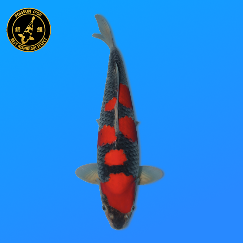 Koi Japan Nisai Goshiki kweker Kanno 40 cm