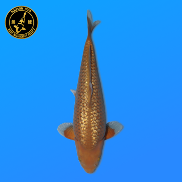 Koi Japon Nisai Ginrin Chagoi eleveur Kanno 47 cm