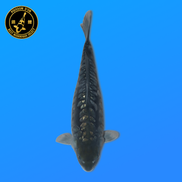 Koi Japon Nisai Gozilla eleveur Miyatora 47 cm