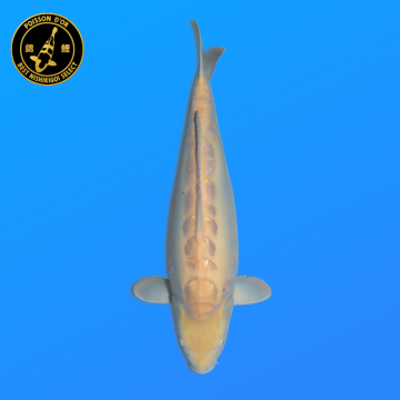 Koi Japon Nisai Doitsu Karashi. eleveur Miyatora 48 cm