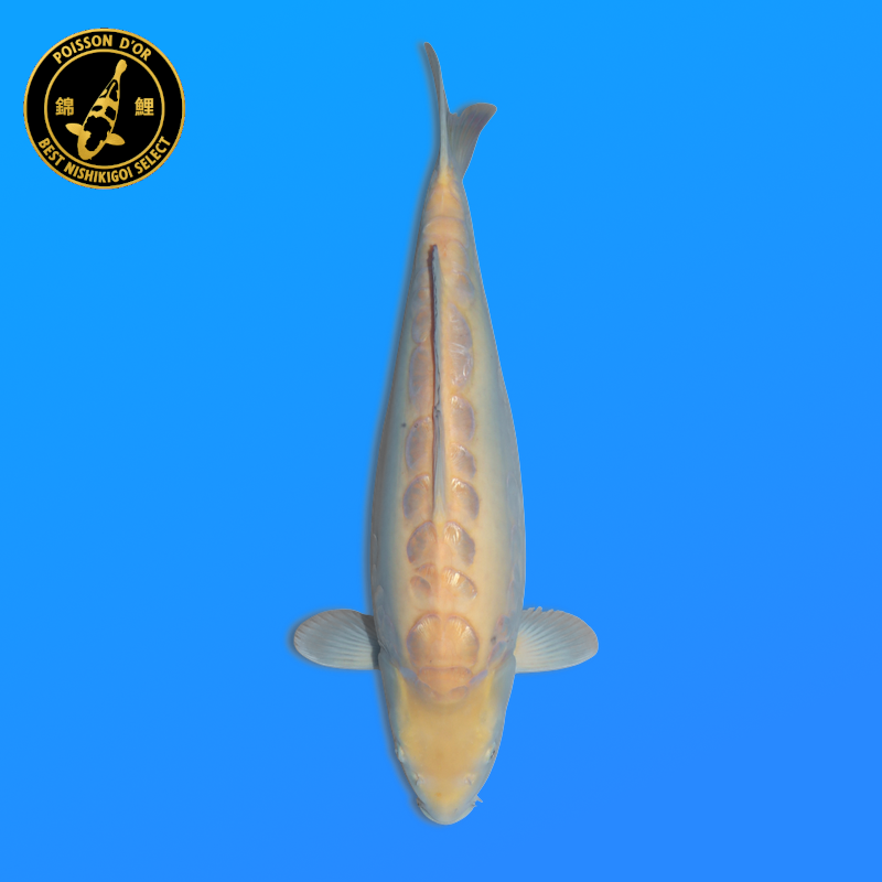 Koi Japan Nisai Doitsu Karashi. kweker Miyatora 48 cm