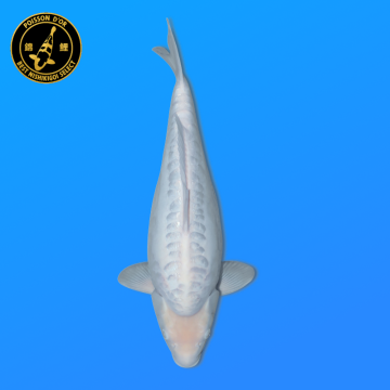 Koi Japon Nisai Kawarigoi eleveur Miyatora 48 cm