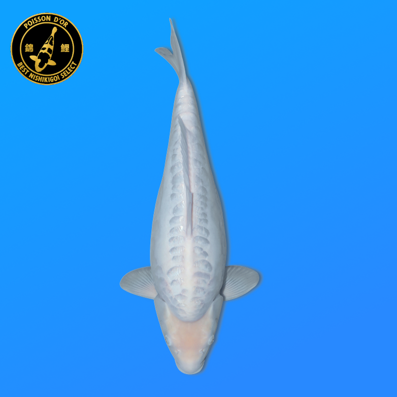 Koi Japan Nisai Kawarigoi kweker Miyatora 48 cm