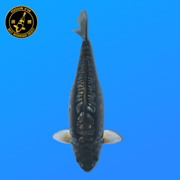 Koi Japan Nisai Gozilla kweker Miyatora 50 cm