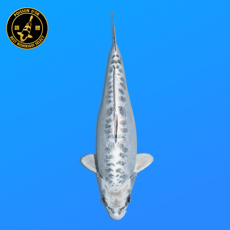 Koi Japon Nisai D. Gin Mastuba eleveur Miyatora 53 cm