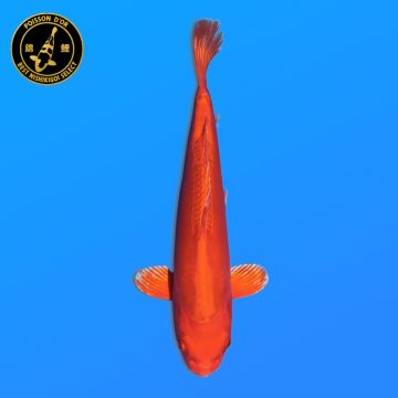 Koi Japan Nisai Doitsu Orenji kweker Kawakami 30-35 cm