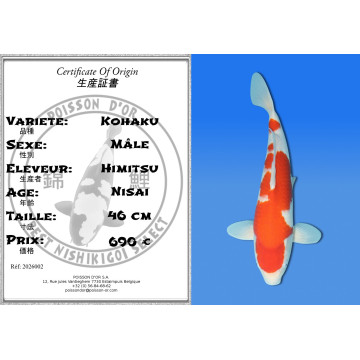 Koi Japan Nisai Kohaku Man kweker Himitsu 46 cm