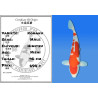 Koi Japan Nisai Kohaku Man kweker Himitsu 46 cm