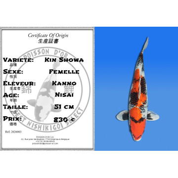 Koi Japan Nisai Kin Showa Vrouw kweker Kanno 51 cm