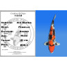Koi Japan Nisai Kin Showa Vrouw kweker Kanno 51 cm