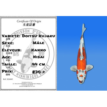 Koi Japan Nisai Doitsu Kujaku Man kweker Kanno 44 cm