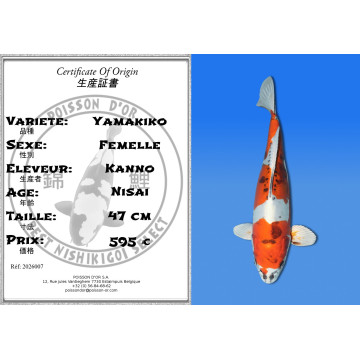 Koi Japan Nisai Yamakiko Vrouw Kanno 47 cm
