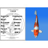 Koi Japan Nisai Yamakiko Vrouw Kanno 47 cm