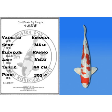 Koi Japan Nisai Kikusui Man kweker Kanno 44 cm