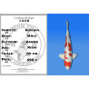 Koi Japan Nisai Kikusui Man kweker Kanno 44 cm