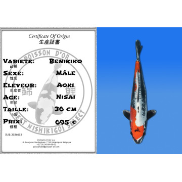 Koi Japan Nisai Benikiko Man kweker Aoki 36 cm