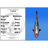 Koi Japan Nisai Benikiko Man kweker Aoki 36 cm