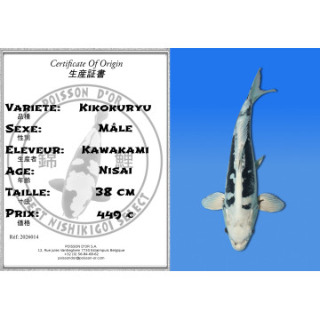 Koi Japan Nisai Kikokuryu Man kweker Kawakami 38 cm
