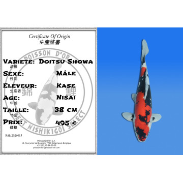 Koi Japan Nisai Doitsu Showa Man kweker Kase 38 cm