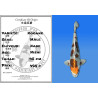 Koi Japan Nisai Kogane Man kweker Kase 45 cm