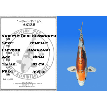 Koi Japan Nisai Beni Kikokuryu Vrouw kweker Kawakami 41 cm