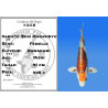 Koi Japan Nisai Beni Kikokuryu Vrouw kweker Kawakami 41 cm