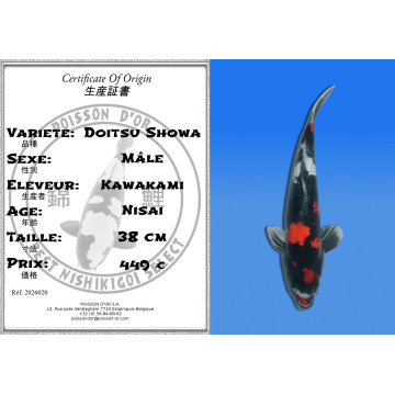 Koi Japan Nisai Doitsu Showa Man kweker Kawakami 38 cm