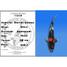 Koi Japan Nisai Doitsu Showa Man kweker Kawakami 38 cm