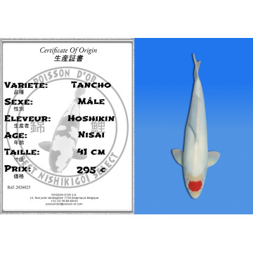Koi Japan Nisai Tancho Man kweker Hoshikin 41 cm