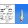 Koi Japan Nisai Tancho Man kweker Hoshikin 41 cm