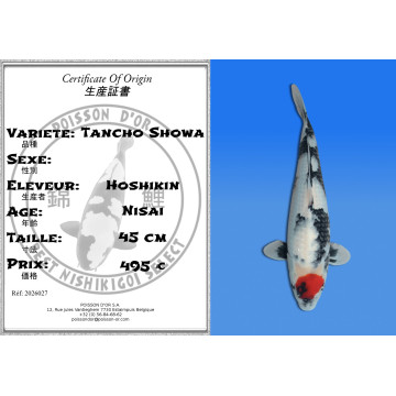 Koi Japan Nisai Tancho Showa kweker Hoshikin 45 cm